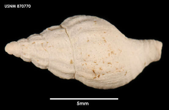 Image de Falsitromina simplex (Powell 1951)