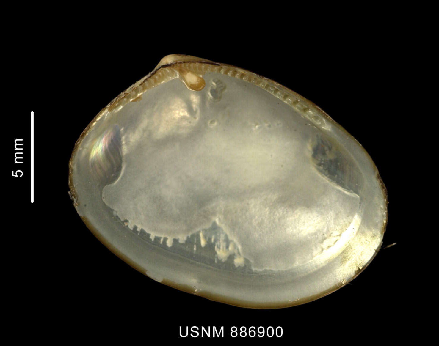 Ennucula grayi (d'Orbigny 1846)的圖片