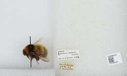 Image of Polar Bumble Bee