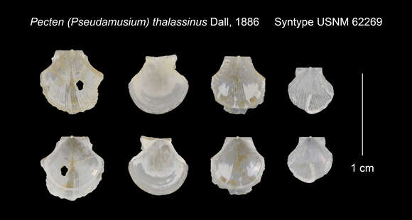 Image of Costate Glass Scallop