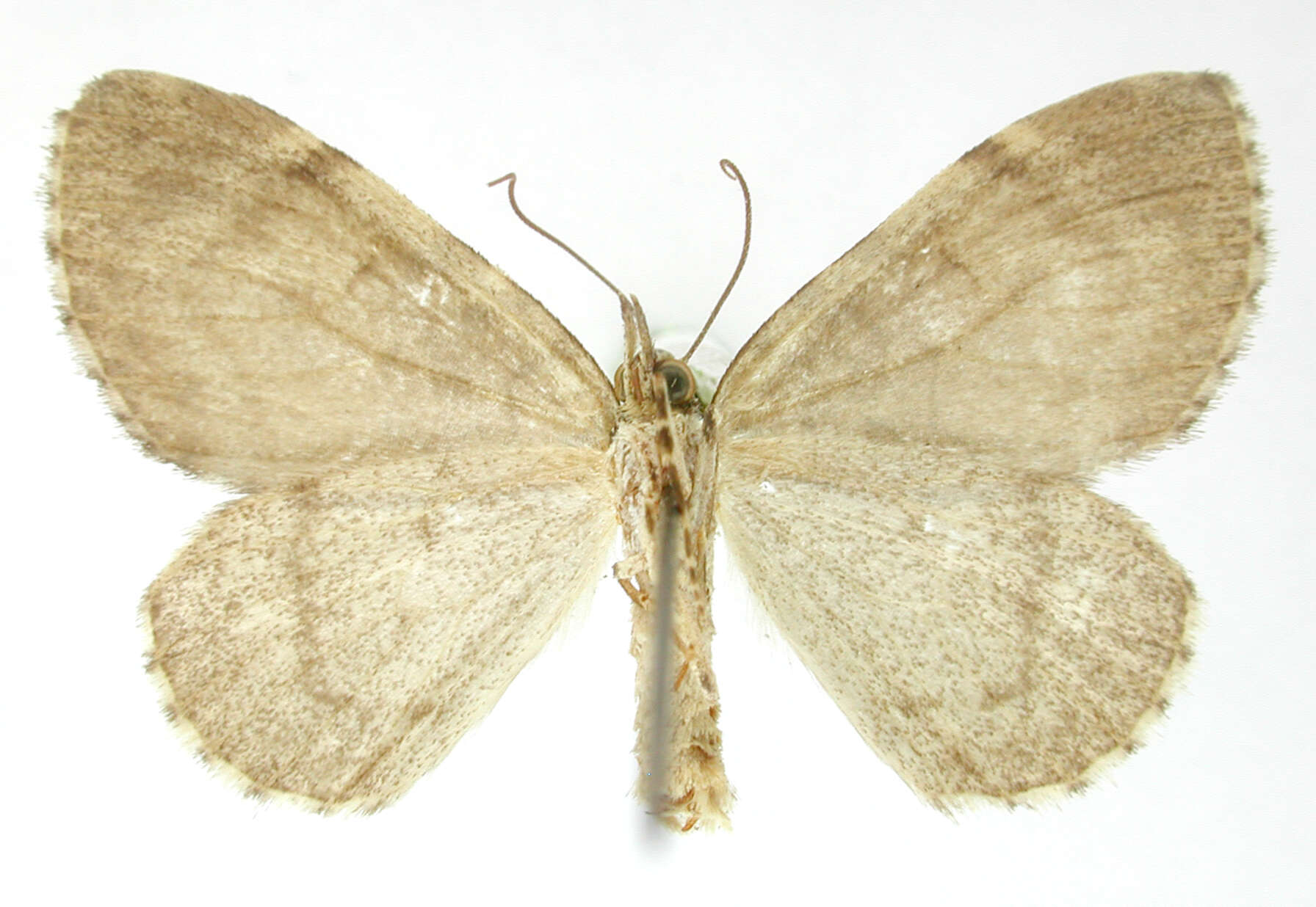 Image of Hydriomena ciniana Schaus 1922