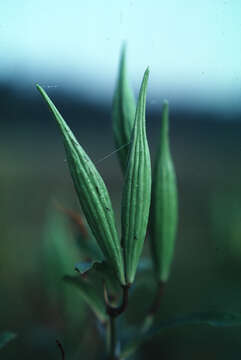 Imagem de Asclepias incarnata L.