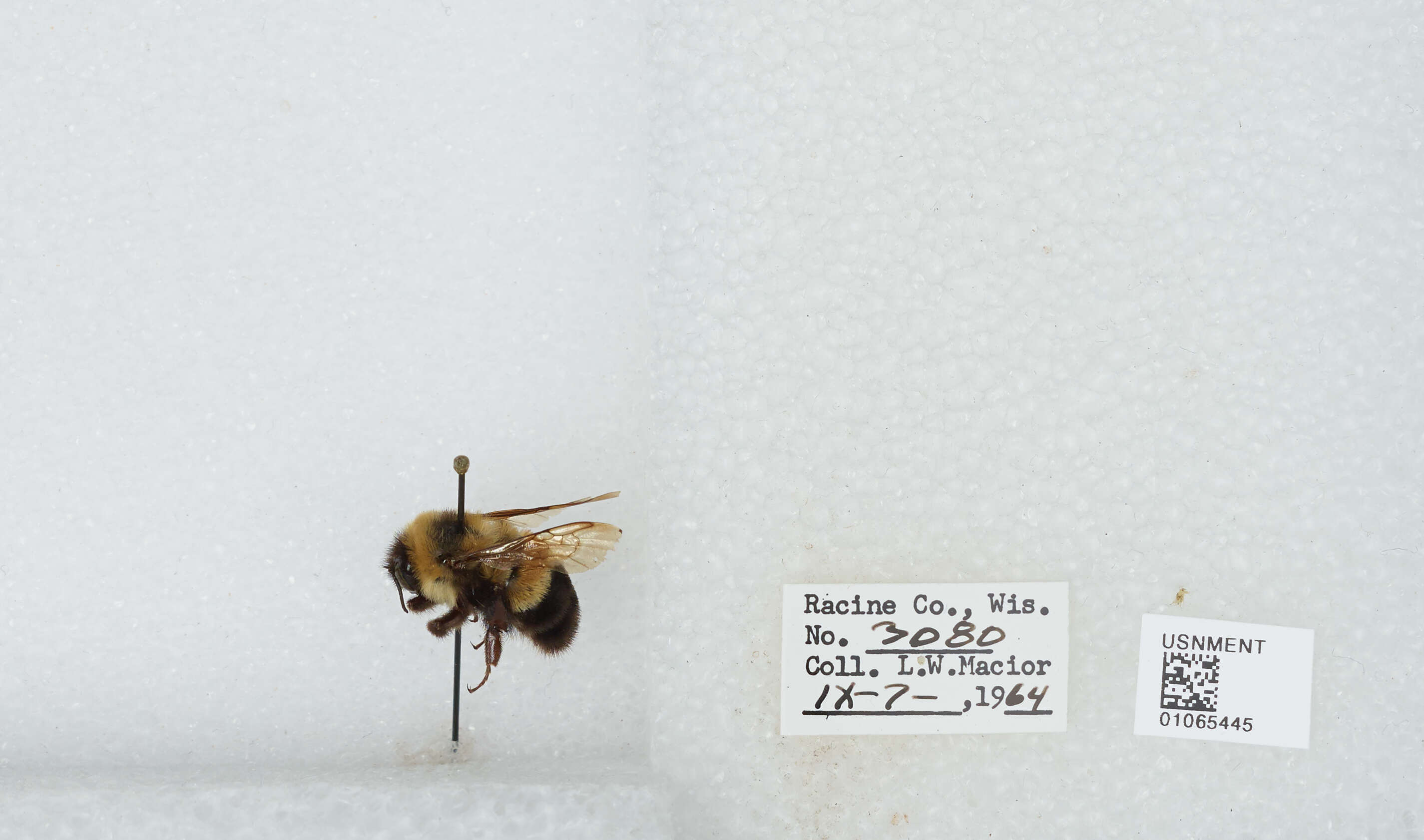 Слика од Bombus affinis Cresson 1864