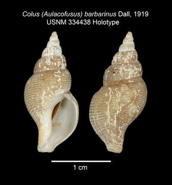 Image of Colus barbarinus Dall 1919