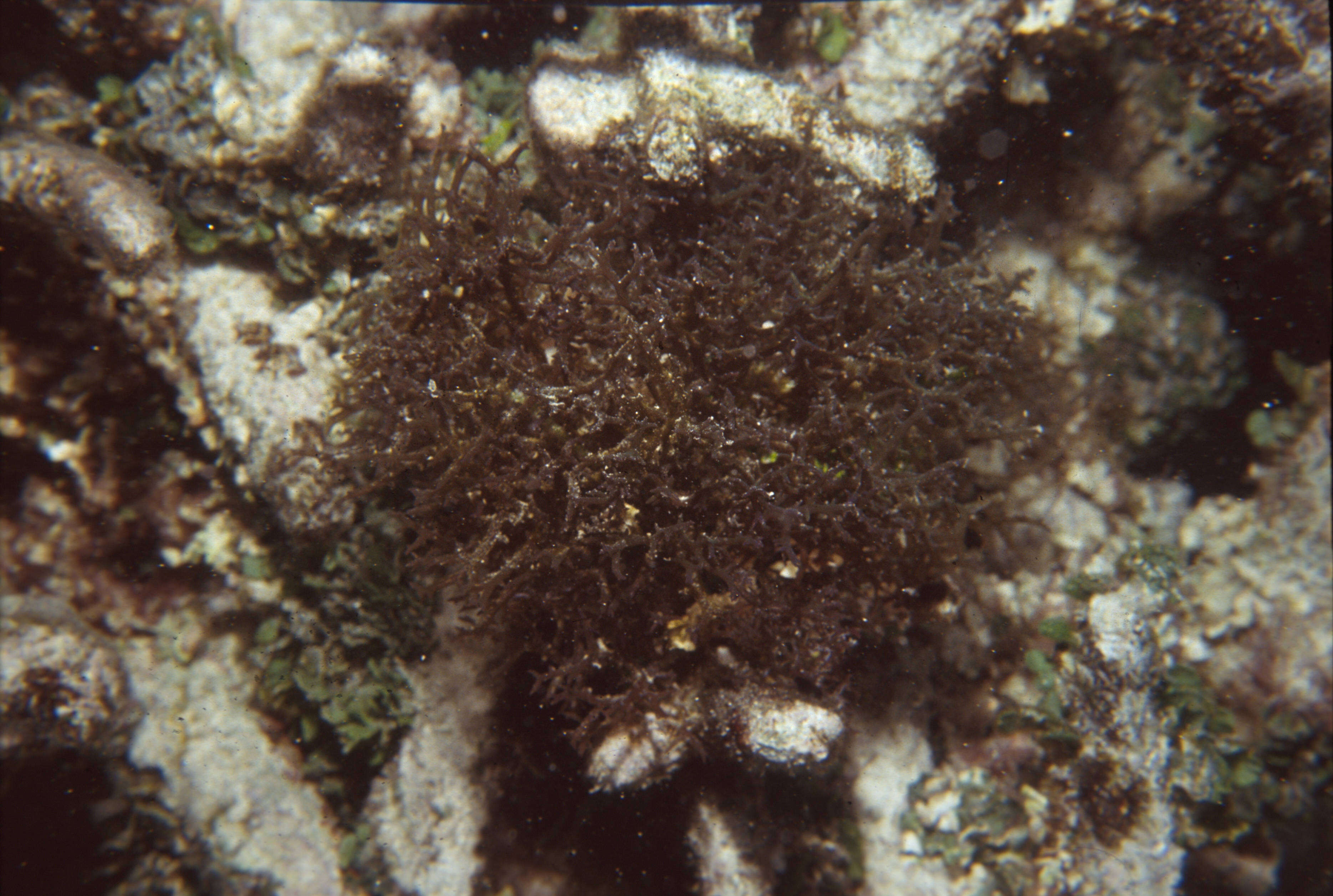 Image of Hypnea pannosa