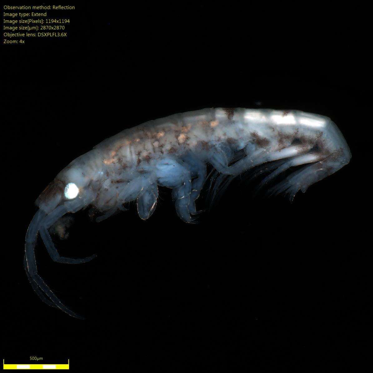 Image of Amphipoda