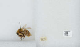 Image of Bombus ignitus Smith 1869