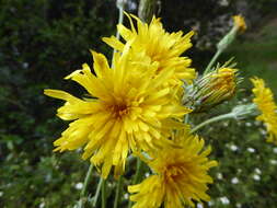 Image of Asteraceae