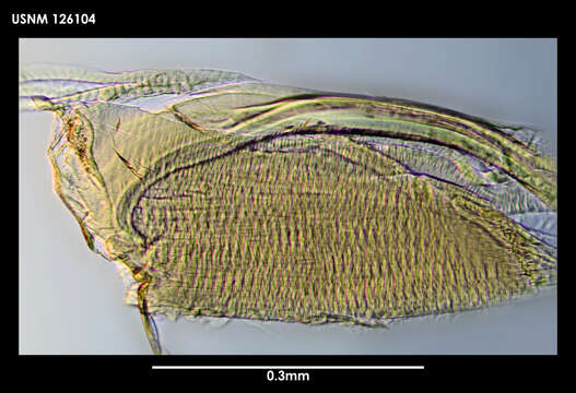 Image of Spinacopia mastix Kornicker 1975