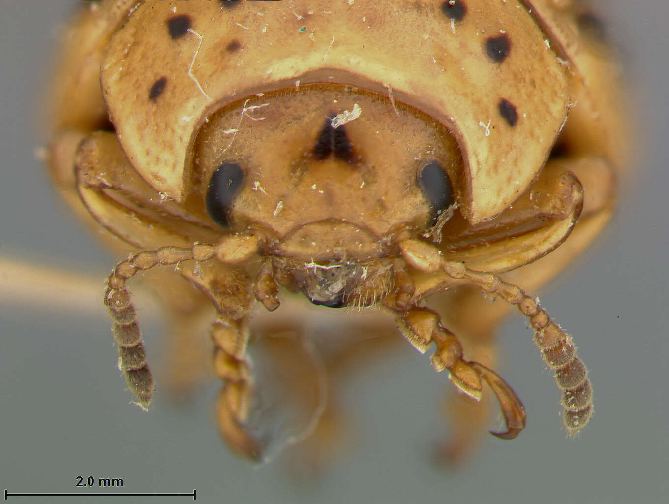 Image of Colorado potato beetle