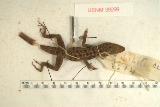 Image of Saban Anole