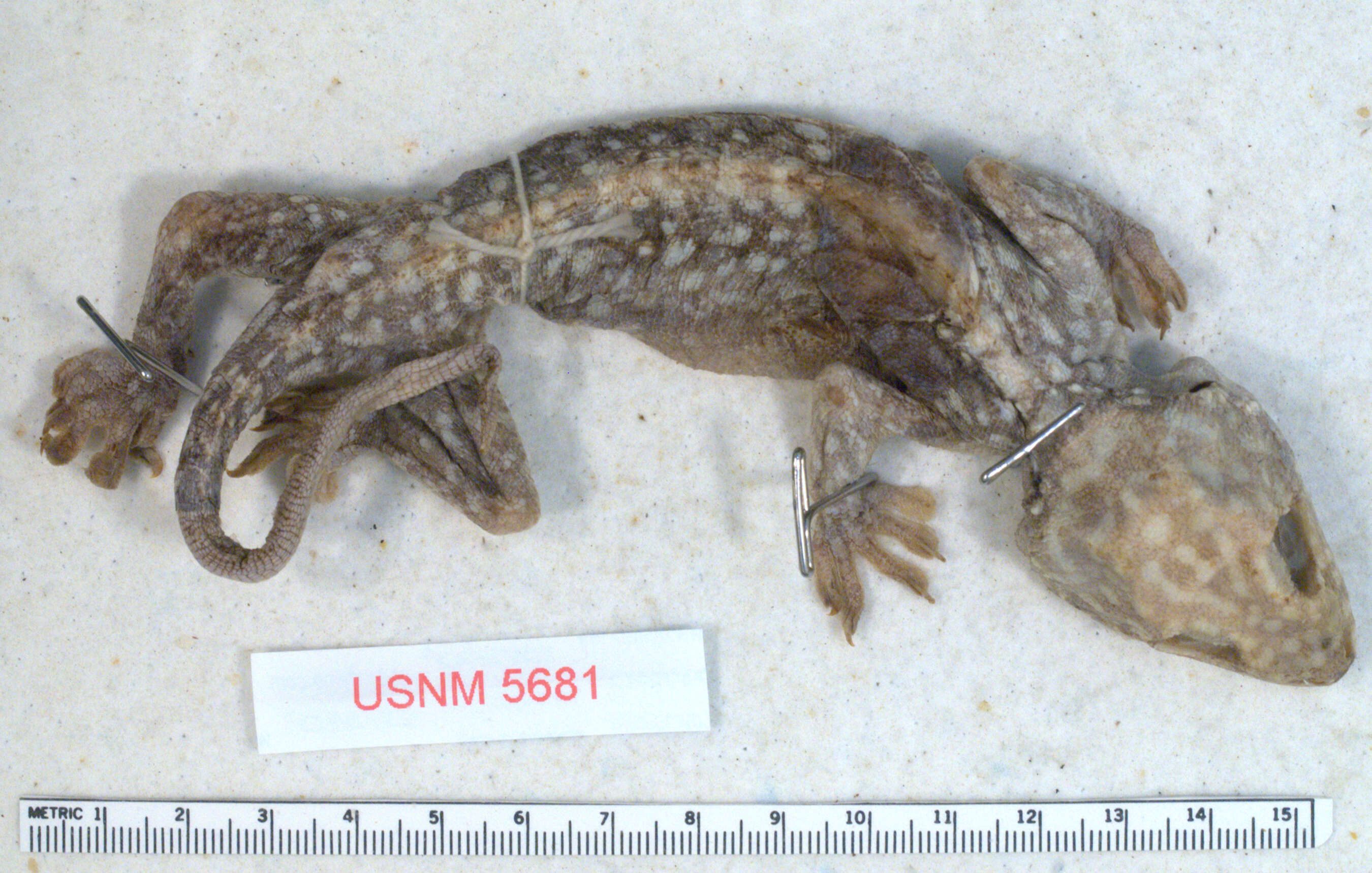 Gekko gecko (Linnaeus 1758) resmi