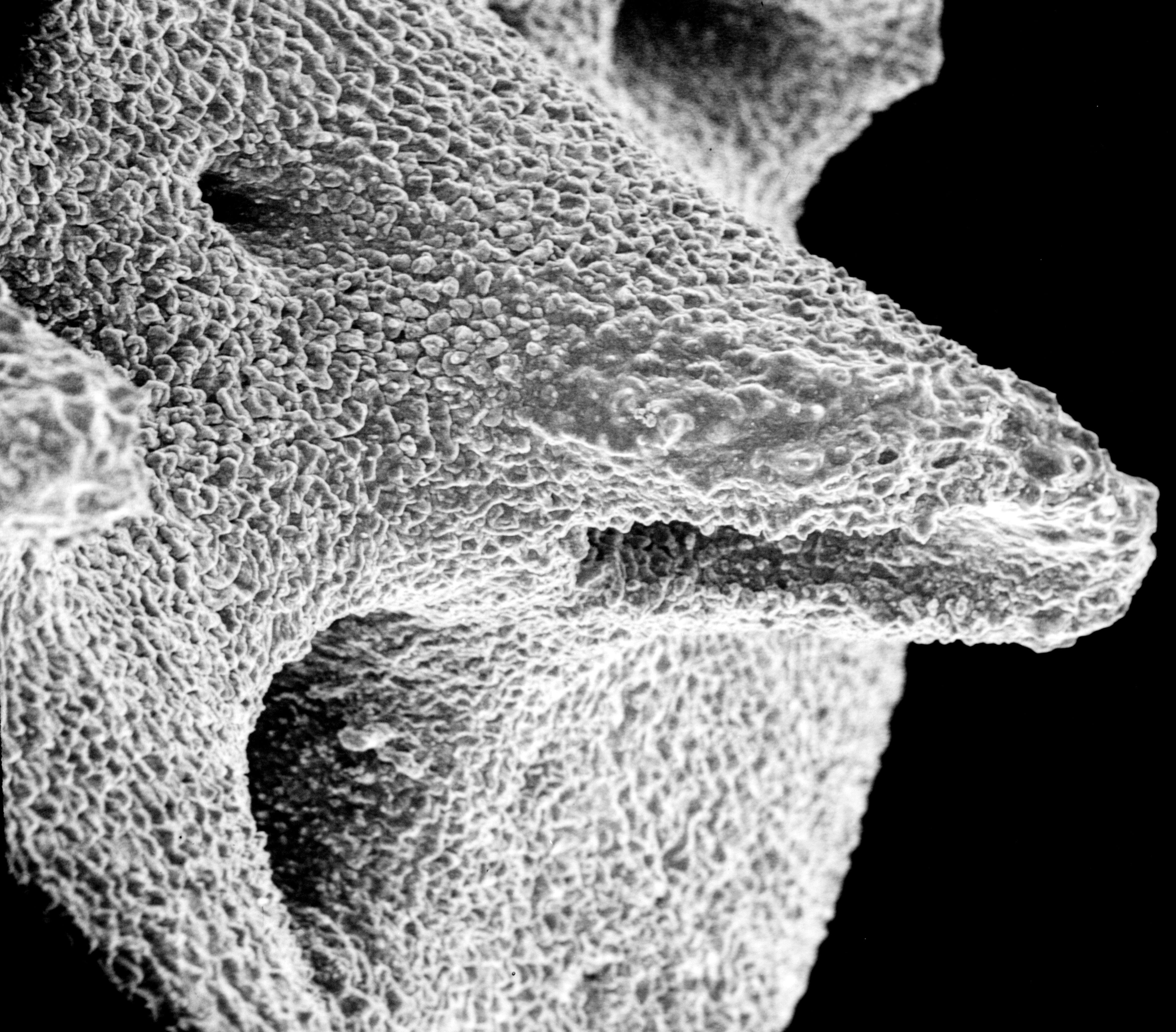 Image of Inferiolabiata lowei (Cairns 1983)