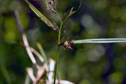 Image of Scleria P. J. Bergius