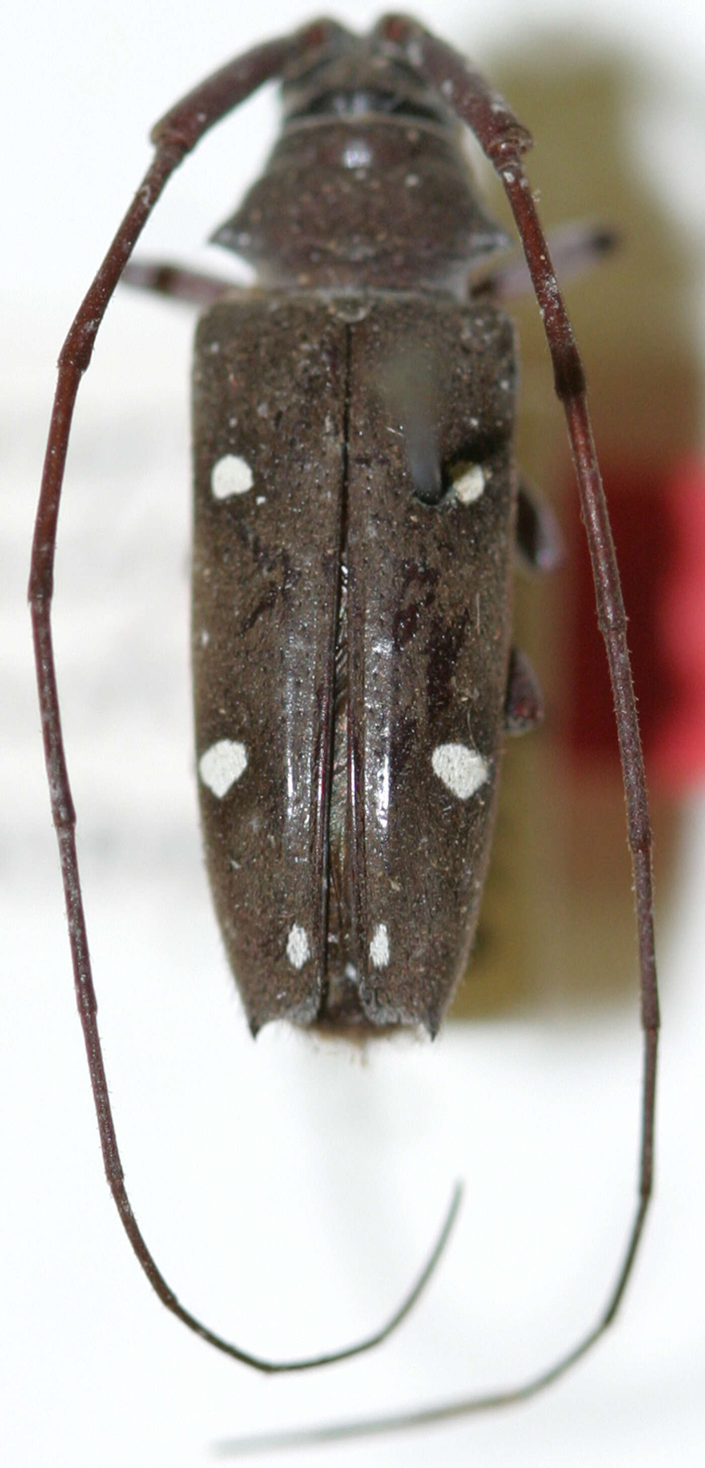 Image of Cereopsius sexmaculatus Aurivillius 1907