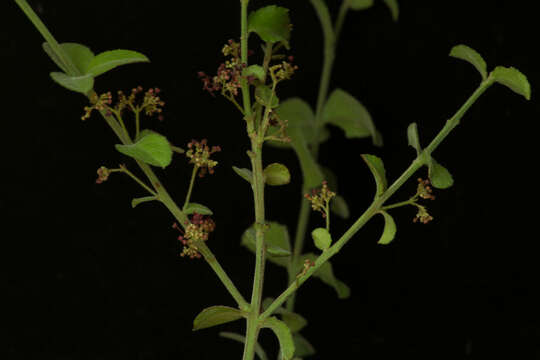 Image of Crossopetalum uragoga (Jacq.) O. Kuntze