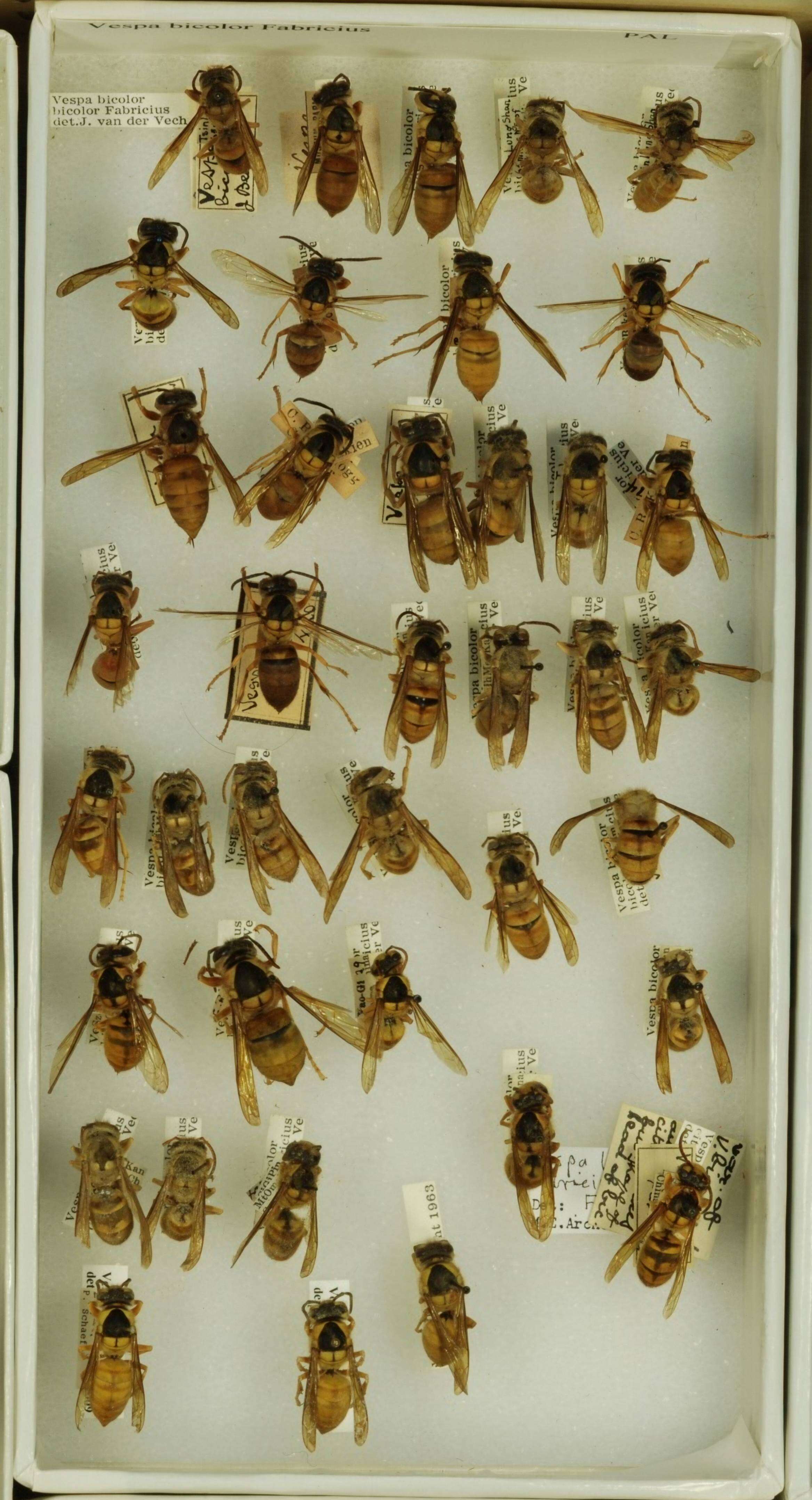 Image of Vespa bicolor Fabricius 1787