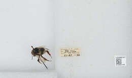 Image of White-tailed bumblebee