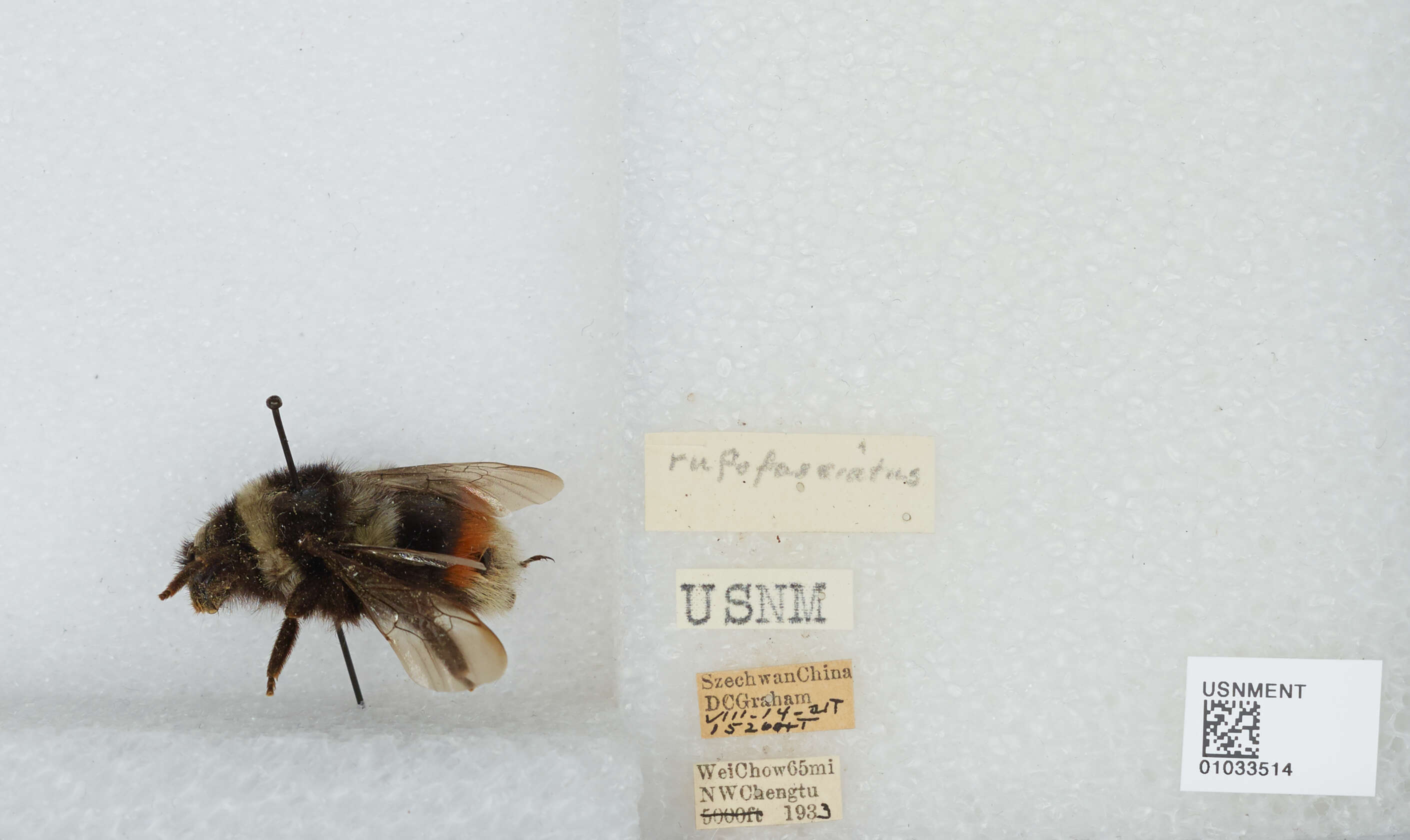 Image of Bombus rufofasciatus Smith 1852