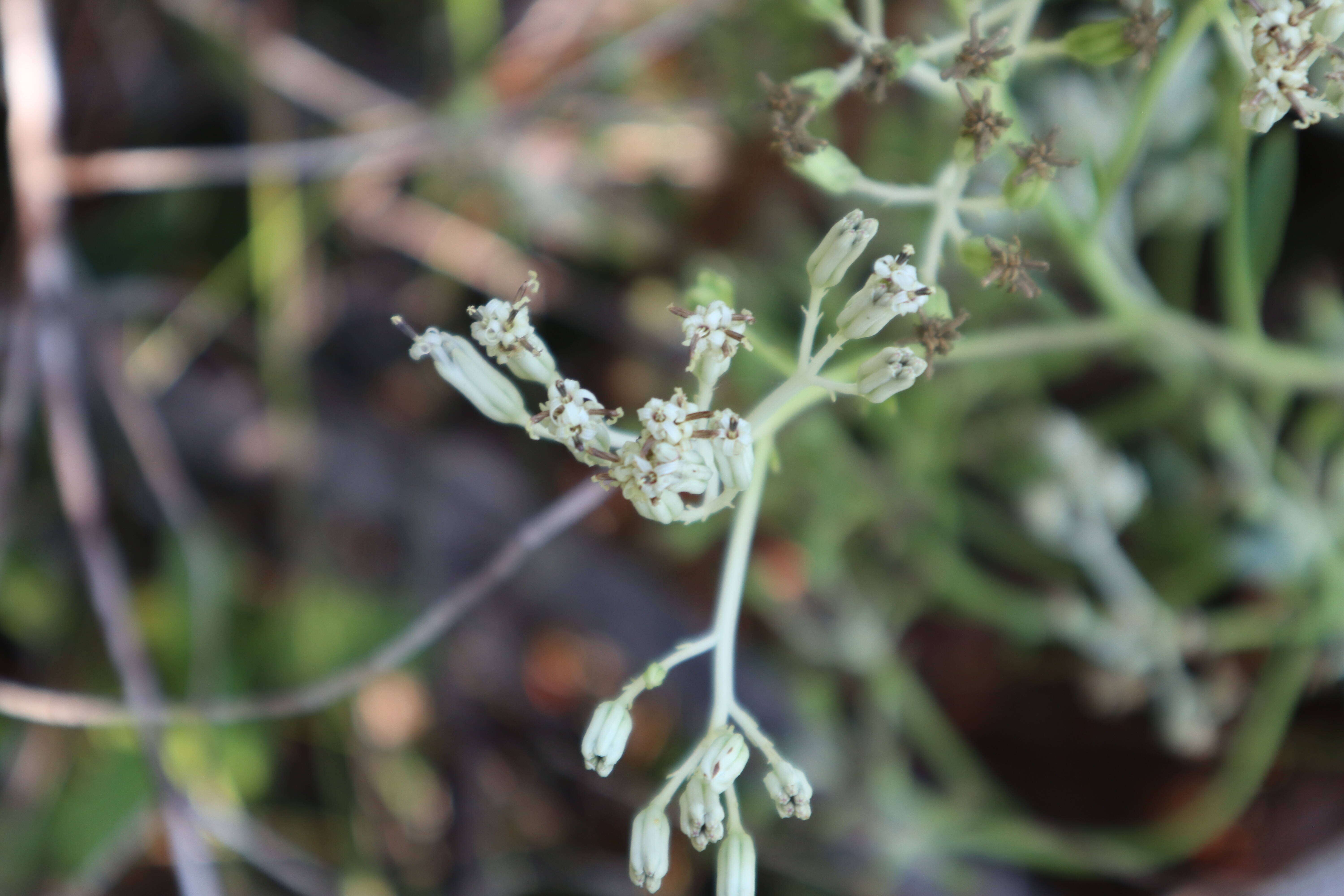 Image of ovateleaf cacalia