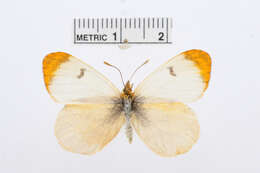 Image of Moroccan Orange Tip