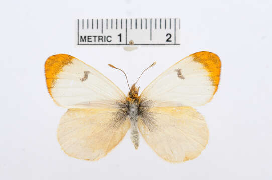 Image of Moroccan Orange Tip