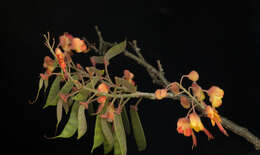 Image of Caesalpinia exostemma DC.