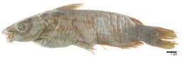 صورة Ictalurus lupus (Girard 1858)