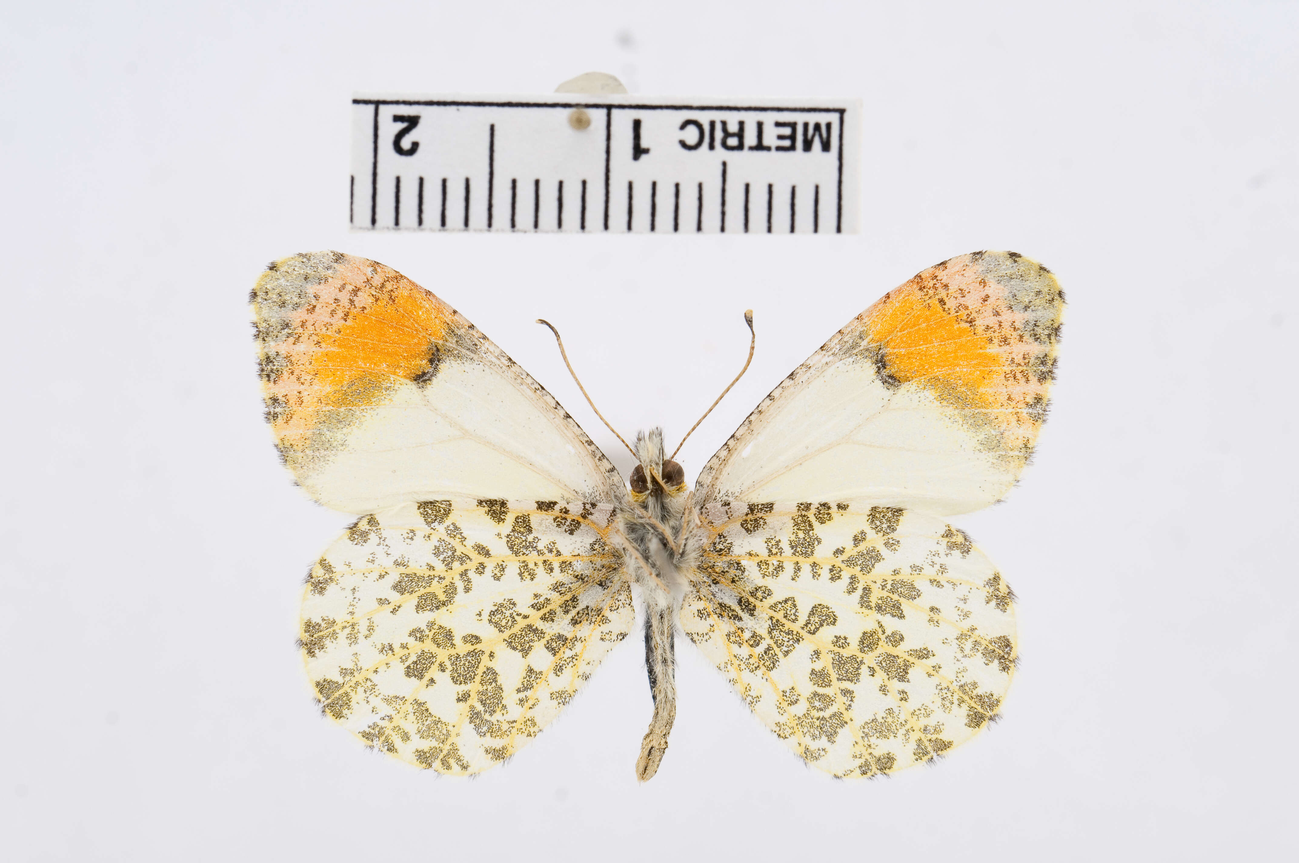 Image of Sara Orangetip