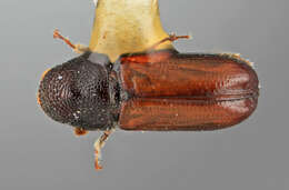 Image of Pityophthorus elatinus Wood 1964