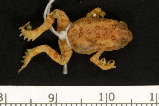 Imagem de Anaxyrus americanus (Holbrook 1836)