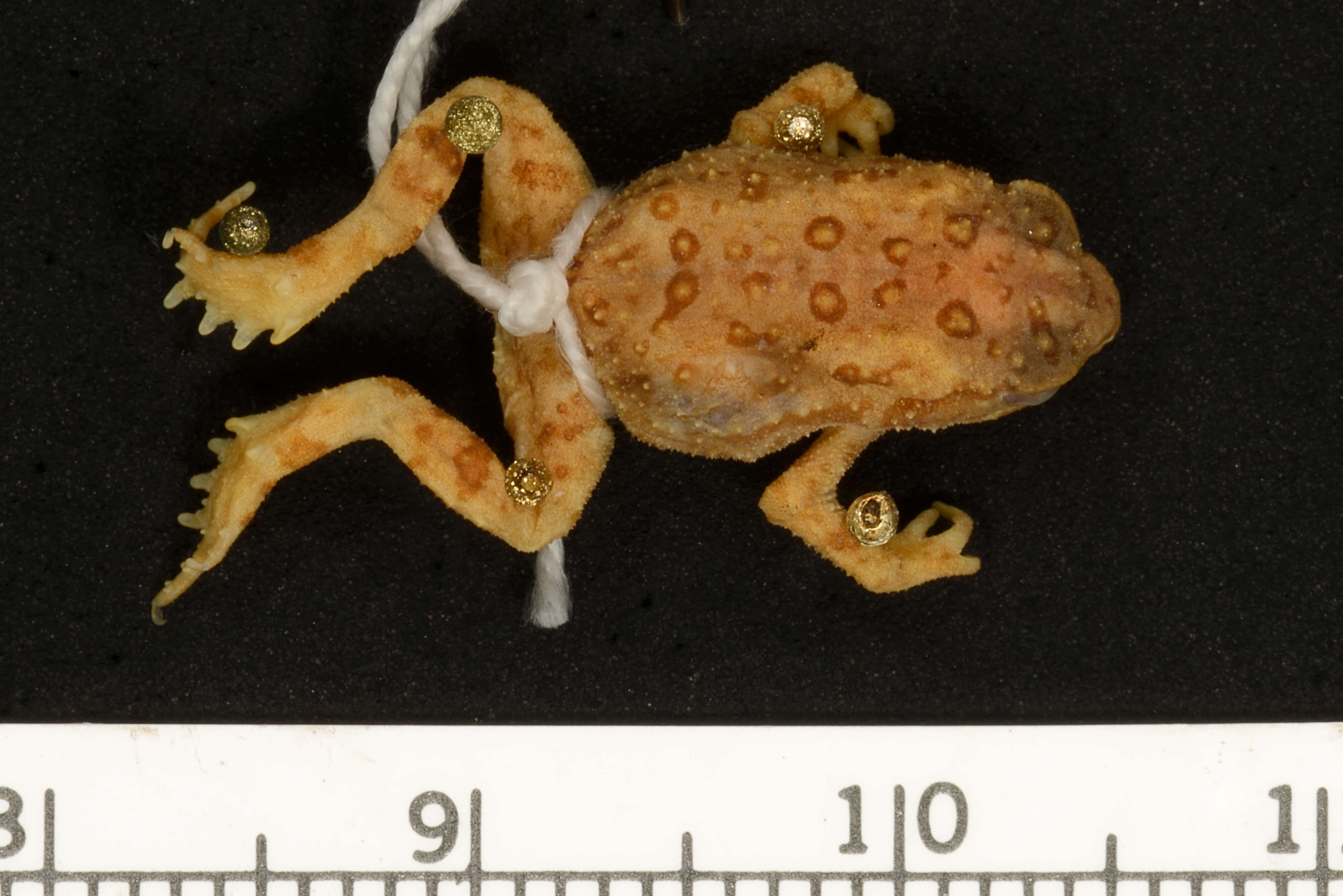 Image of American Toad