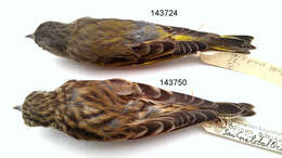 Image of Carduelis pinus perplexa (van Rossem 1938)