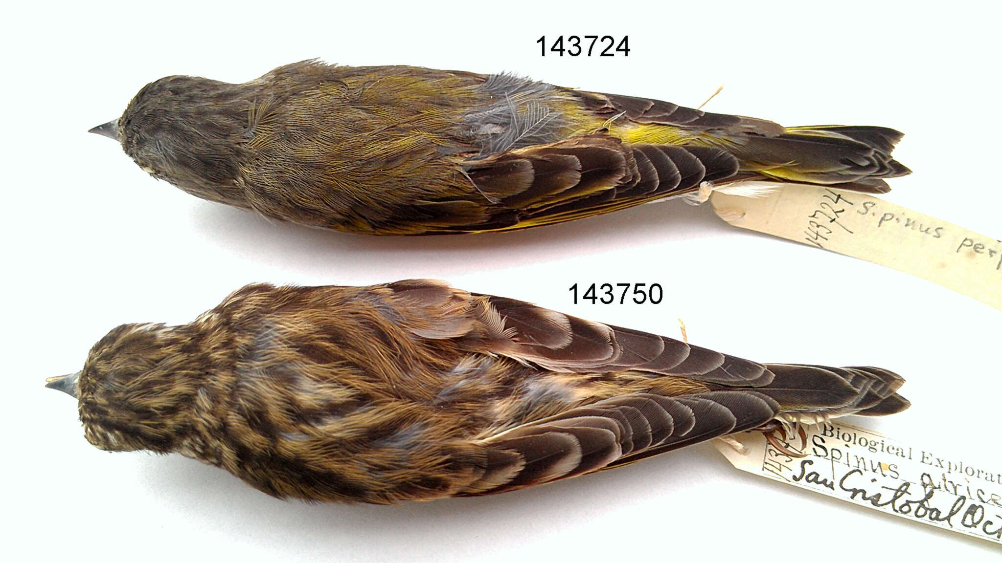 Image of Carduelis pinus perplexa (van Rossem 1938)