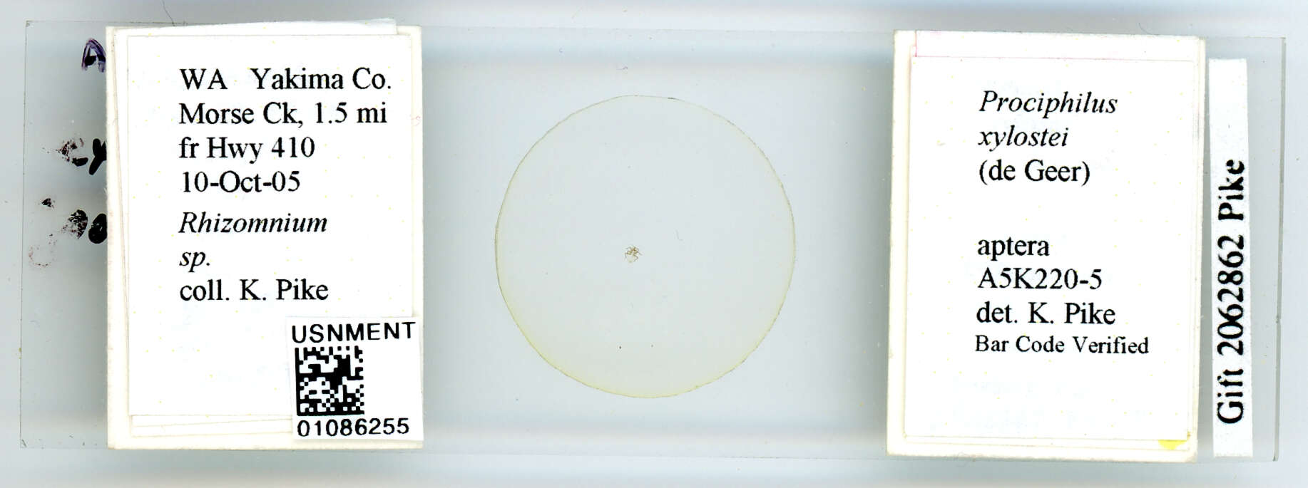Image of Aphid