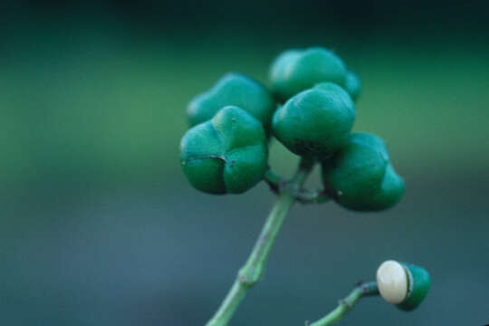 Image of Turpinia heterophylla Harms & Loes.