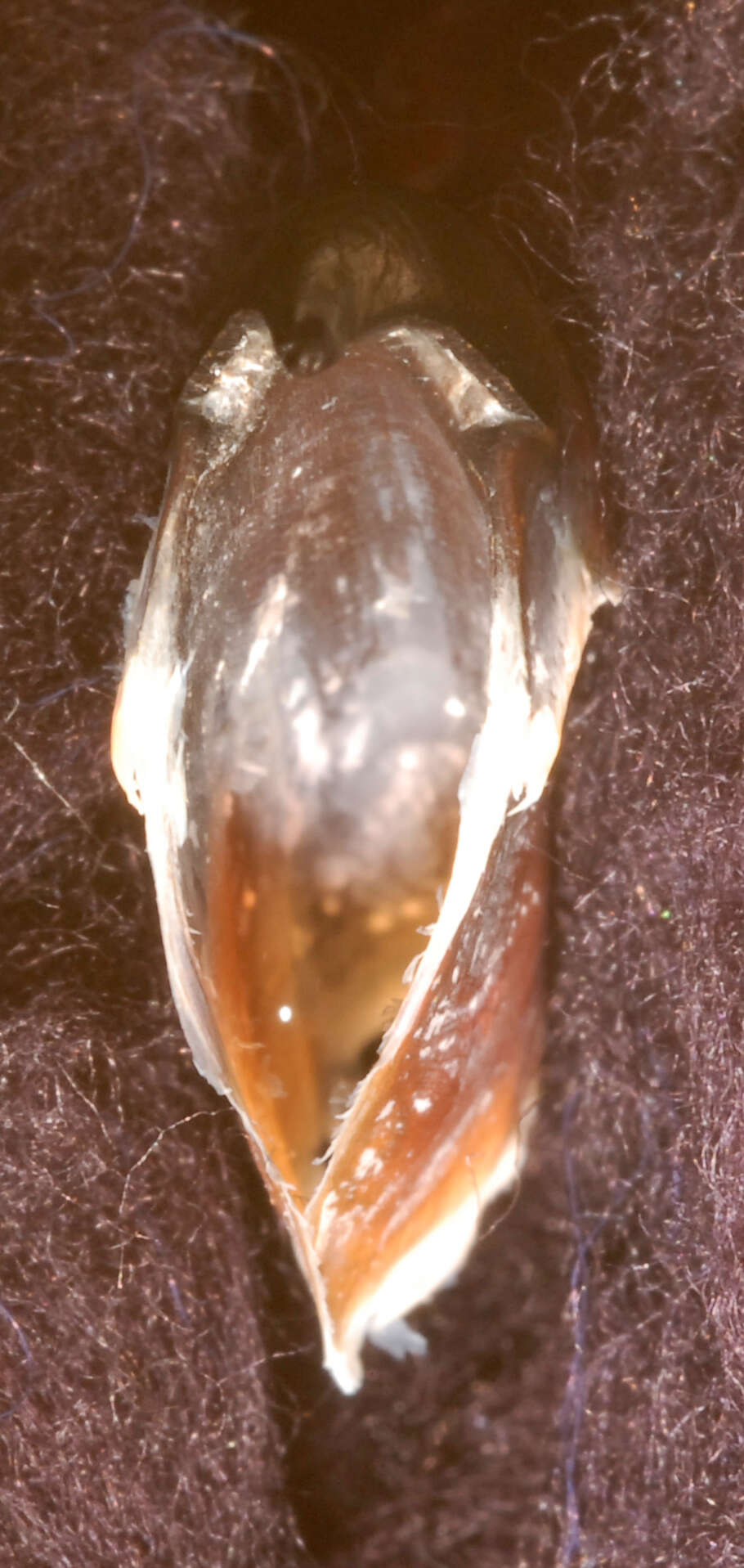 Image of Atlantic bird squid