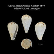 Image of Conus lineopunctatus Kaicher 1977