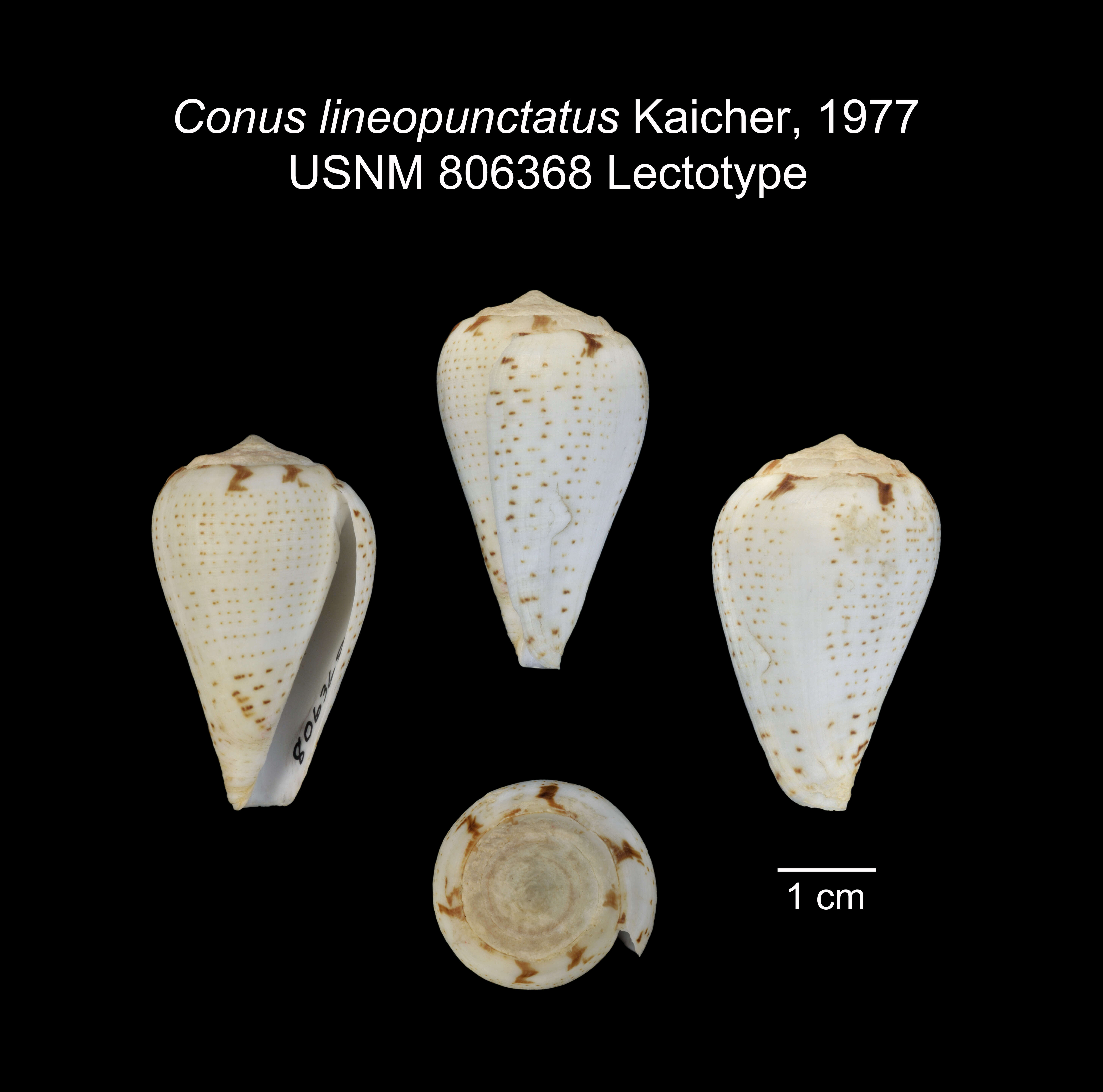 Sivun Conus lineopunctatus Kaicher 1977 kuva