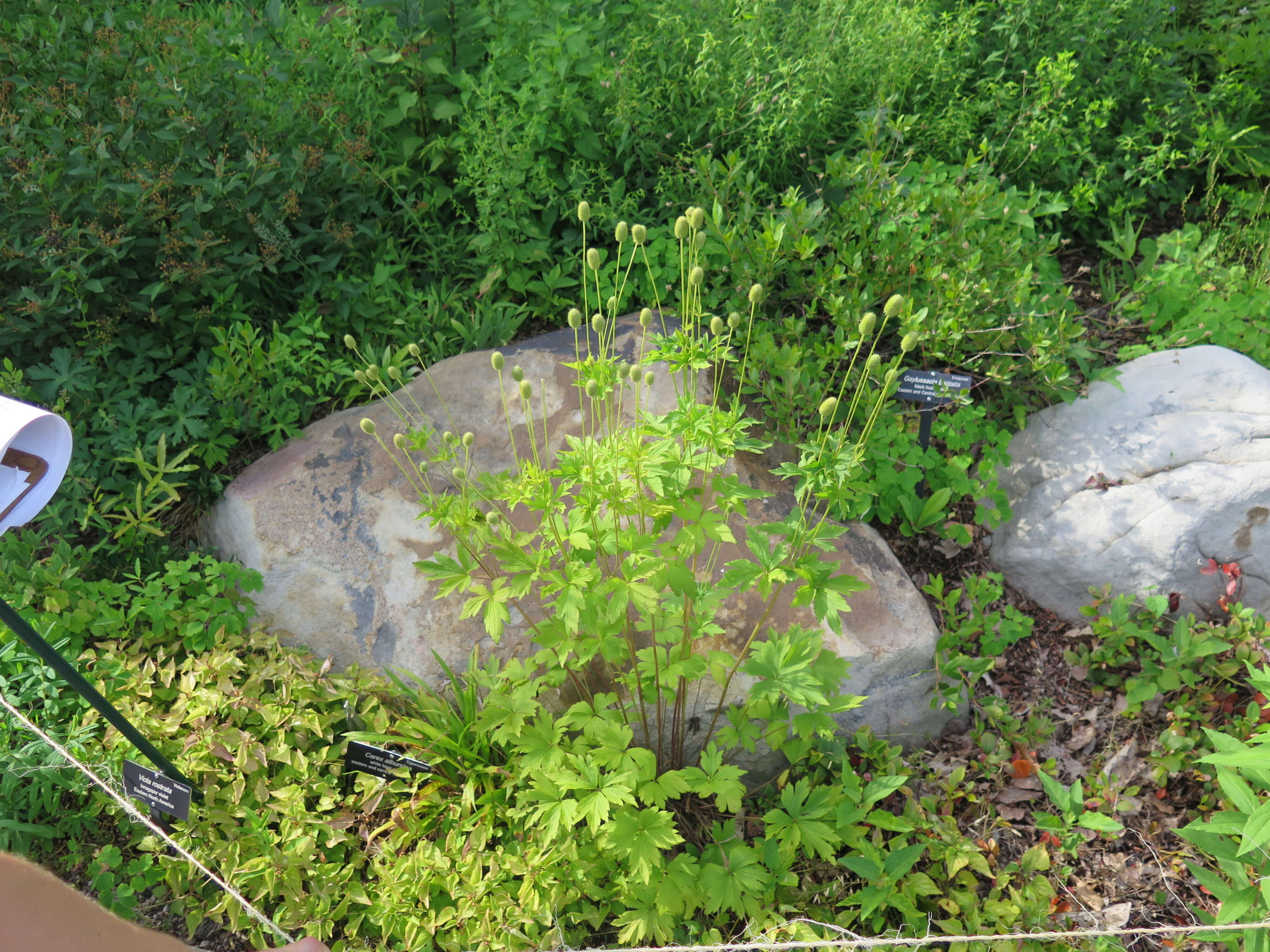 Image of tall thimbleweed