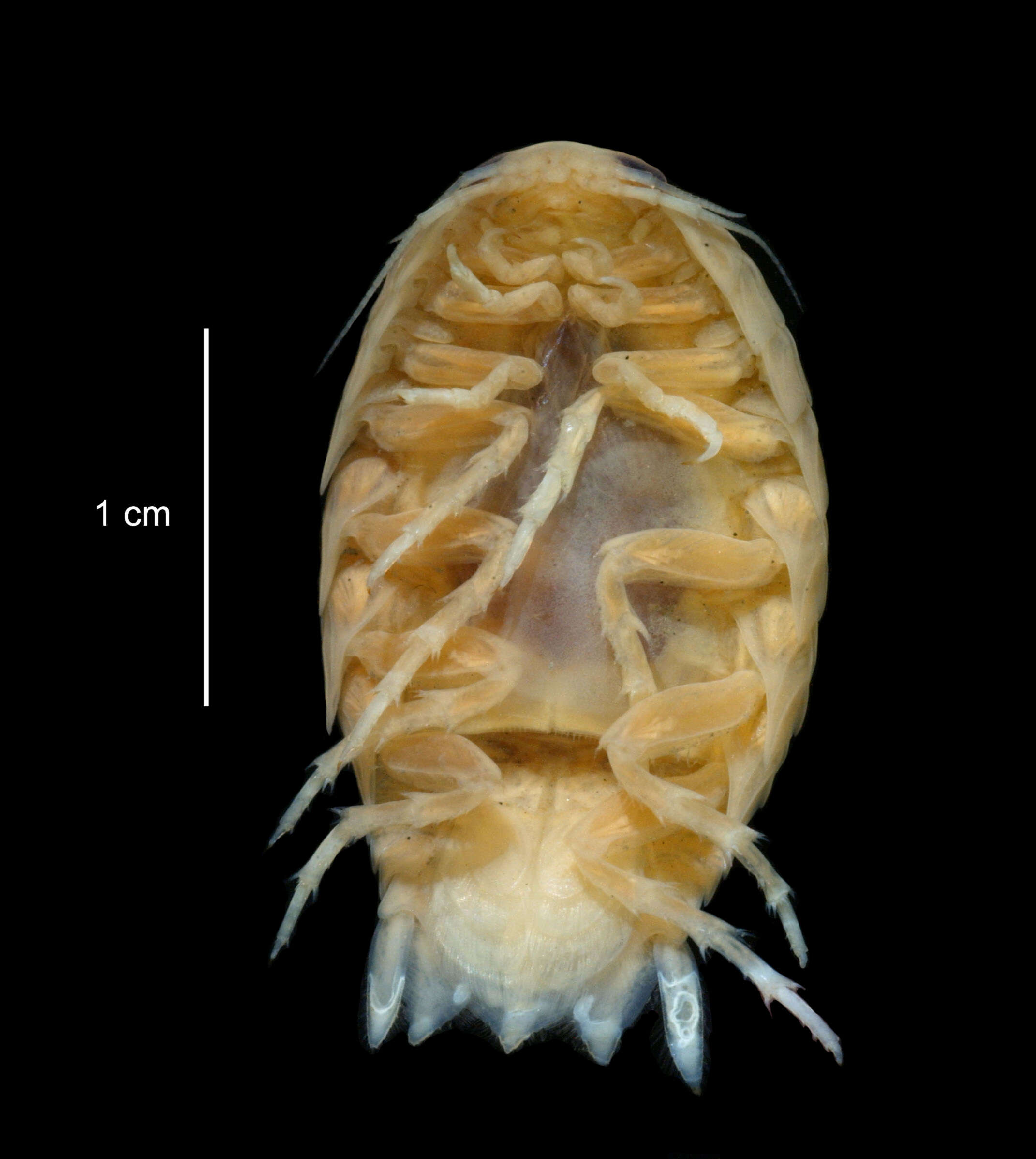 Image de Aegiochus antarctica (Hodgson 1910)