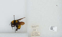 Слика од Bombus sonorus Say 1837