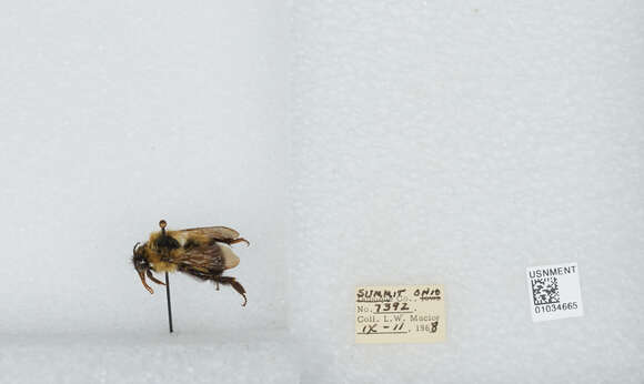 Image of Bombus vagans vagans Smith 1854