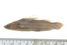 Image of Striped catfish