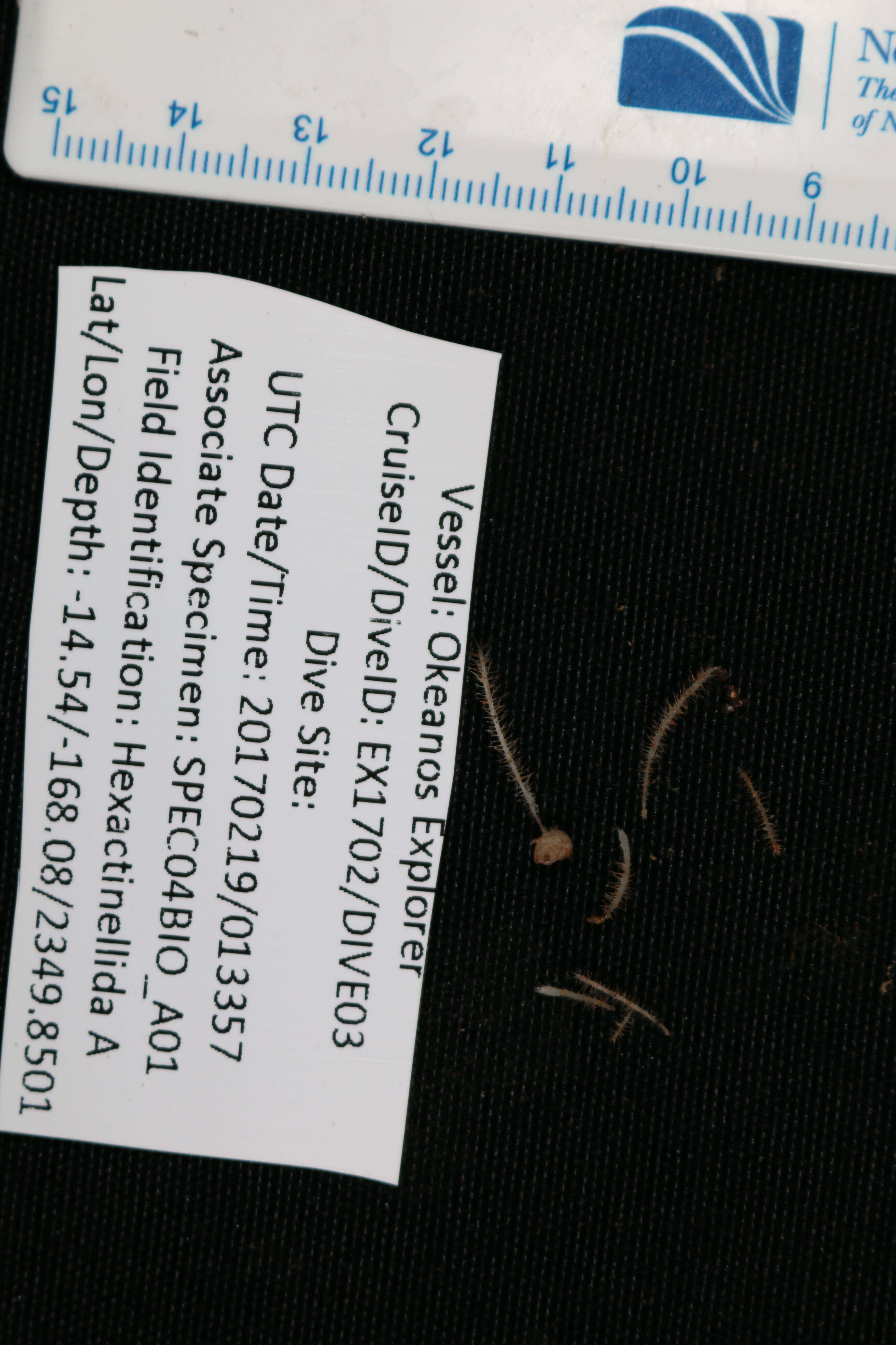 Image of Cladorhiza Sars 1872