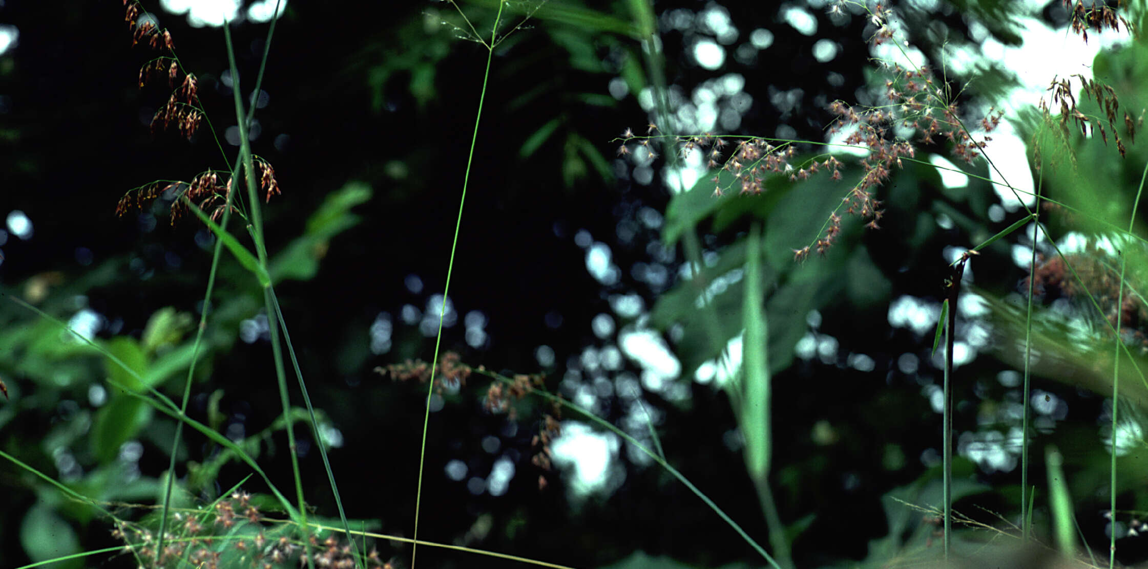 Image of Creeping Molasses Grass