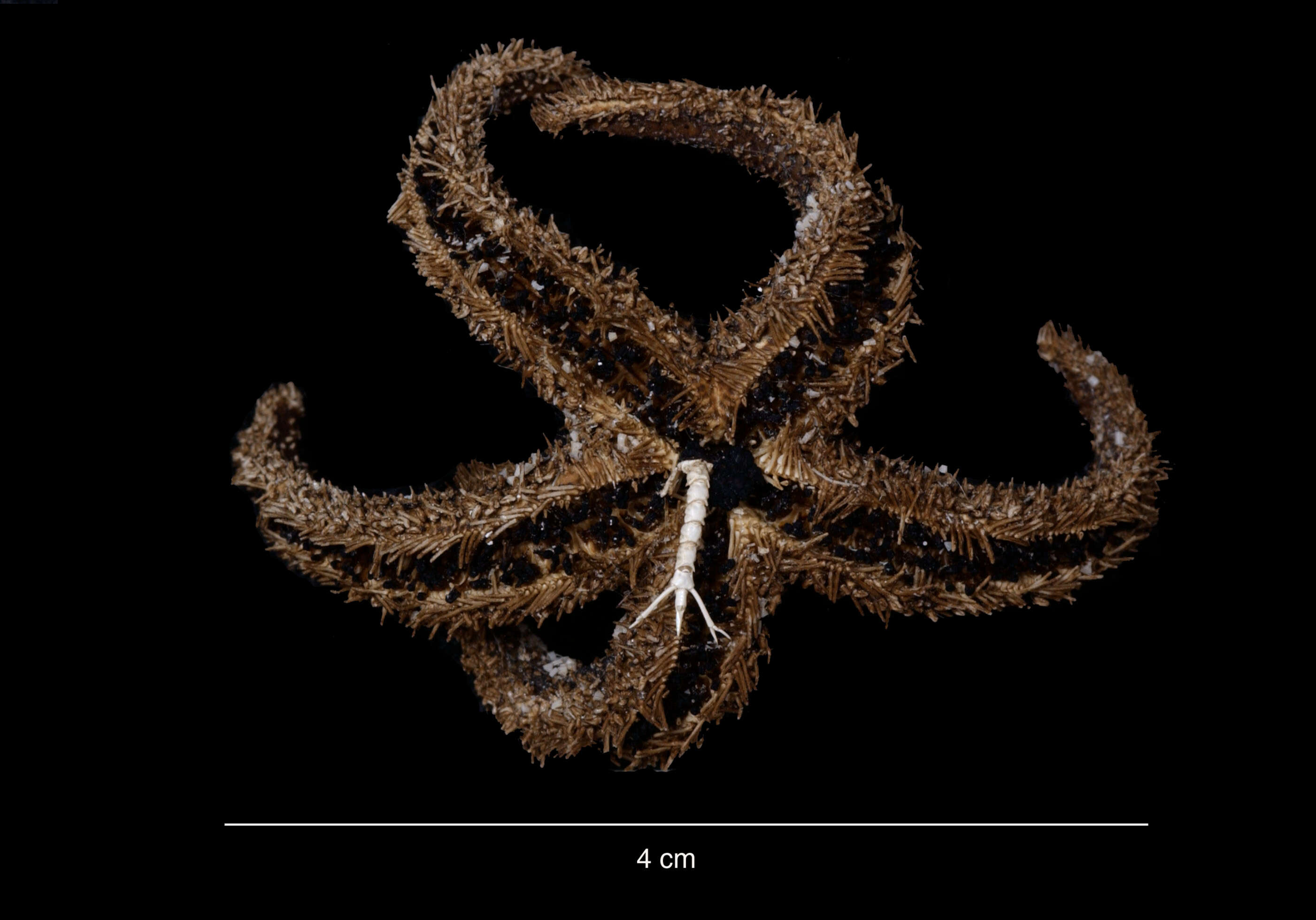 Image of Lysasterias adeliae (Koehler 1920)