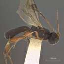 Image of Ascogaster provancheri Dalla Torre 1898