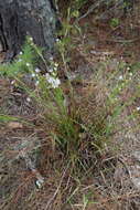 Image of jeweled blue-eyed grass