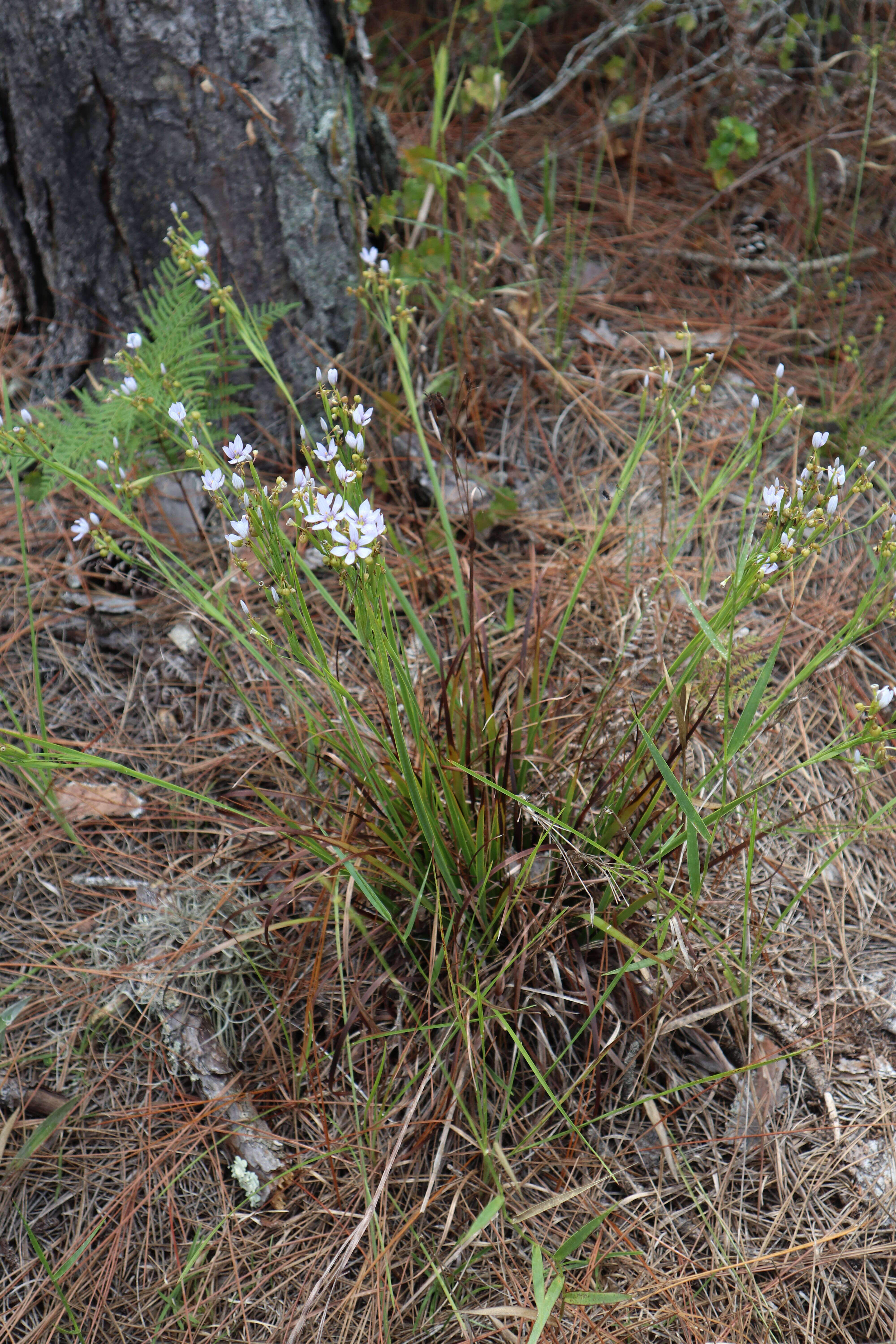صورة Sisyrinchium xerophyllum Greene